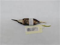 藏品(翠鳥)的圖片